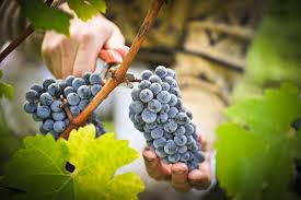 Site De L Office De Tourisme De La Juridiction De Saint Emilion Vignoble Vendange Vin