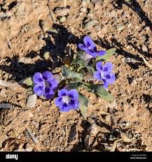 Image result for Aptosimum