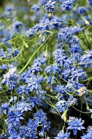 Image result for Wahlenbergia