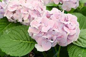 Since 1950 we have been providing a wide range of perennials, annuals, bulbs, shrubs, vines, amaryllis, gardening tools & supplies, and gifts for gardeners. Soft Focus Of Beautiful Pink Hydrangea Flowers Blooming In Garden Stock Photo Picture And Royalty Free Image Image 92494980