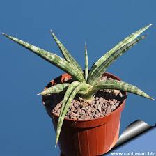 Image result for Laggera gracilis