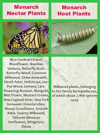 Monarch Host And Nectar Source Monarch Butterfly Garden Butterfly Garden Plants Pollinator Garden Design