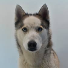 SCARS (Second Chance Animal Refuge Society)