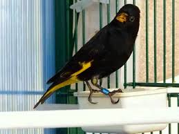 صلصال حراري لون ذهبي 404. Ù„ÙˆÙ† Ø§ØµÙØ± ÙƒÙ†Ø§Ø±Ù‰