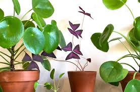 La plante est également connue comme la châtaigne malabar ou la noix de saba. Oxalis Un Faux Trefle A Cultiver En Pot Detente Jardin