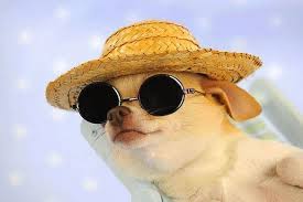 Pin On Little Dogs Are Cool