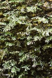 Image result for Polyphlebium