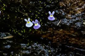 Image result for Nidorella pinnata