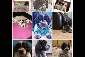 Lagotto Of House Woller Has Lagotto Romagnolo Puppies For Sale In Summerfield Fl On Akc Puppyfinder Akc Lagotto Romagnolo Puppy Lagotto Romagnolo