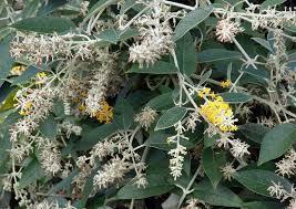 Image result for Wahlenbergia madagascariensis