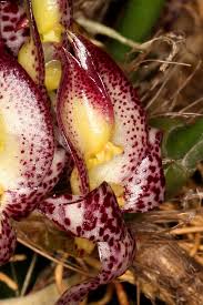 Image result for Bulbostylis macra