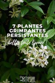 On parle de plante grimpante pour les végétaux capable de s'élever en s'aidant d'un support. 7 Plantes Grimpantes Persistantes Pour Le Jardin Promesse De Fleurs