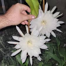 Image result for Oxypetalum