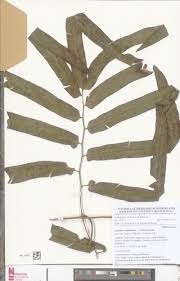 Image result for Lygodium smithianum