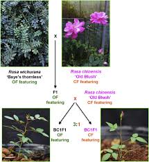 Download this free psd file about rose pattern floral texture concept, and discover more than 13 million professional graphic resources on freepik. Genetic Control Of Flowering Time In Woody Plants Roses As An Emerging Model Sciencedirect
