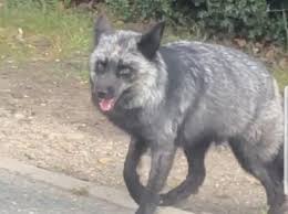 Last Missing Black Fox Is Found Dead By The Side Of The A12 Gazette Over 17,543 fox posts sorted by time, relevancy, and popularity. last missing black fox is found dead by