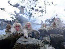 Iceland Hot Springs Resort Jigokudani Monkey Park Monkey Park Nagano Japan