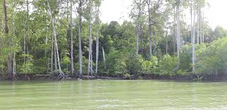 Wisata hutan mangrove jakarta ini 7 hal yang perlu diketahui theasianparent indonesia. Merawat Surga Mangrove Di Teluk Bintuni Teras Id