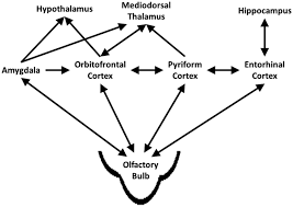 Image result for Olfactory Training