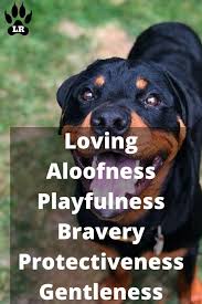 Do doberman get along with a rottweiler. What Is The Rottweiler Doberman Mix Labrottie Com