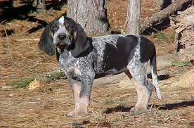 We have a blue tick coonhound and he does not have freckles. Bluetick Coonhound Information And Pictures Petguide