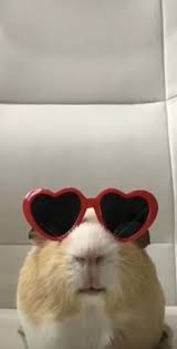 Serena Rocha (rocha1656)