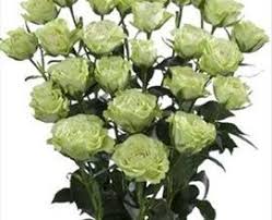 Luviana Spray Rose Roses Flowers By Category Sierra Flower Finder Spray Roses Flowers Planting Flowers