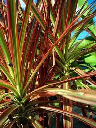 Check spelling or type a new query. Red Edge Dracaena Plants Indoor Plants Red Edged Dracaena