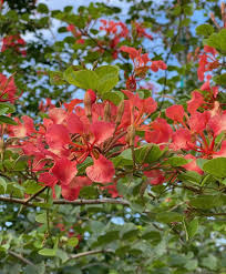 Image result for Tetradenia galpinii