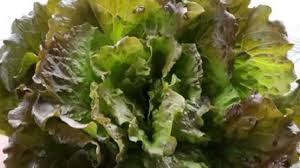 Lavare velocemente anche le fragole e tagliarle a metà o a quarti. Insalata Canasta Caratteristiche E Come Coltivarla Idee Green