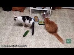 Cat Vs Cucumber By Huff Post Cats Scared Of Cucumbers Cats Vs Cucumbers Cats And Cucumbers