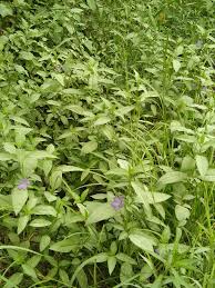 Image result for Sisyranthus imberbis