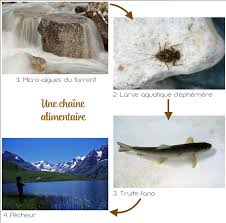 Plus d'informations sur www.lettravenir.frcomment donner aux enfants l'envie d'écrire, les pousser à se projeter vers l'avenir, les guider sur le chemin de. Les Cp De Vallouise Decouvrent Les Insectes Parc National Des Ecrins