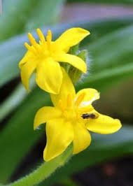 Image result for Hypoxis nyasica