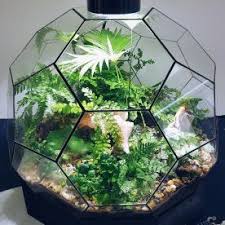 Closed Geometric Dome Terrarium With Tropical Plants Tropical Terrariums Closed Terrarium Plants Terrarium