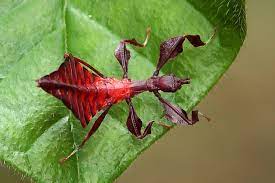 Leaf Insect Nymph 1 Bugs Insects Of Singapore Weird Insects Insects Bugs And Insects