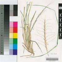 Image result for Urelytrum agropyroides