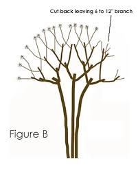We did not find results for: How And When To Prune A Crape Myrtle Tree The Right Best Way Wilson Bros Gardens