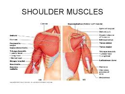 This diagram depicts shoulder muscle diagram. The Muscular System Interactions Of Skeletal Muscles In