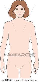 Human anatomy set free vector. Anterior View Of The Female Human Body Without Organs Drawing Sa304052 Fotosearch