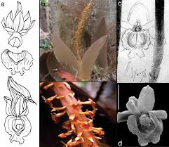 Image result for Oberonia