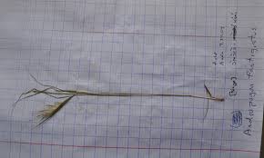 Image result for Andropogon fastigiatus