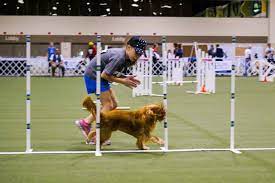 Junior Resources – American Kennel Club