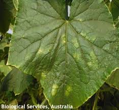 Image result for spider mites on cucumbers