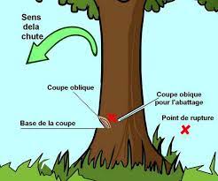 Couper un arbre sans tronconneuse. Abattre Un Arbre Du Jardin A La Hache Ou A La Tronconneuse