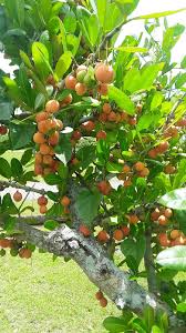 Image result for Garcinia livingstonei