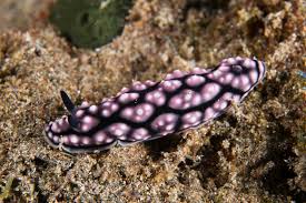 Image result for Raphidiocystis phyllocalyx