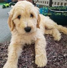 F1b goldendoodles stand out from the world of dogs with their perfect personalities and their love for people. F1b Goldendoodle Goldendoodle Puppy F1b Goldendoodle Puppies