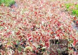 Image result for Excoecaria