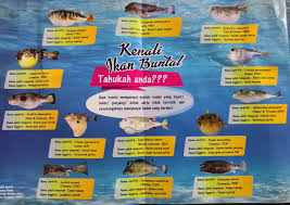 Haiwan animasi kartun comel fox elemen ilustrasi ilustrasi psd. Aiman On Twitter Ikan Buntal Ni Nama Lain Dia Crystal Fish Salah Prepare Makan Boleh Mati